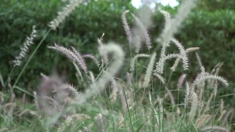 Plants wind slow movement Stock Footage 128251956
