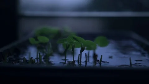 Plants on a Window Stock Footage