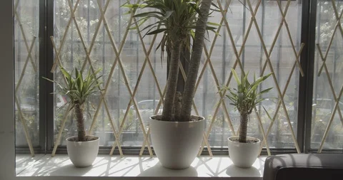 Plants in a window Stock Footage 129198283