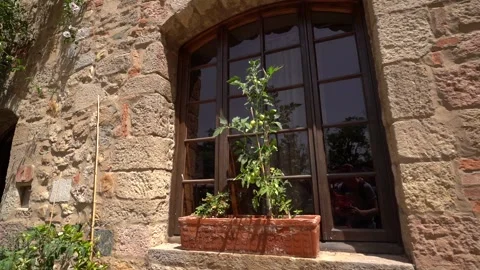 Plants in a window Vídeo Stock 197631667