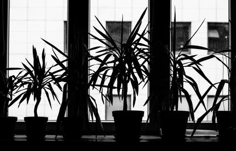 Plants on window sill Stock Photos