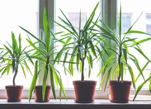 Plants on window sill Foto stock