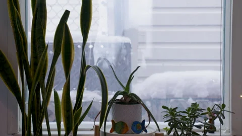 Plants by window in winter with snow Stock Footage 295921042