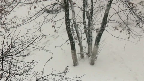 Plants in winter snowfall 스톡 동영상 148460570