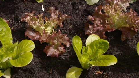 Plants within a vegetable patch Stock Footage 93782403
