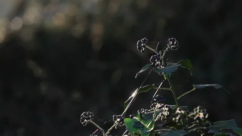 Plants in the wood 2 Stock Footage 148485339