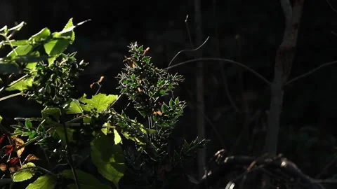 Plants in the wood spiderweb Video stock 148485135