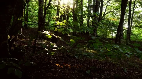 Plants in the woods. Nature background Stock Footage