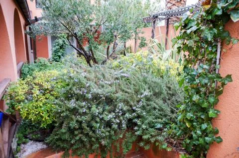 Plants in the yard. Stock Photos