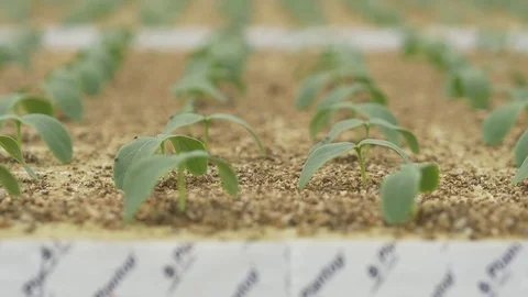 Plants young 01 Video stock 74425027