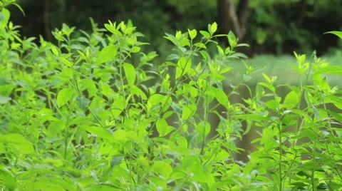 Plants1 Stock Footage 22330912
