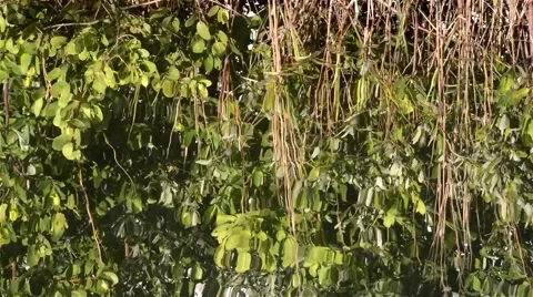 Plants_Reflection_river_02osvv Stock Footage 46506725