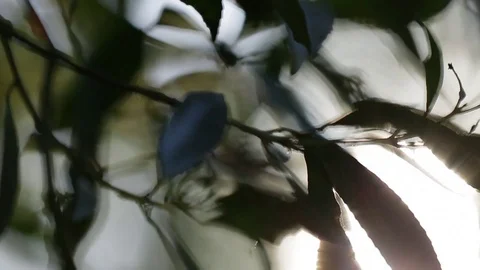 Plants/nature - close up of leaves Stock Footage 72105955
