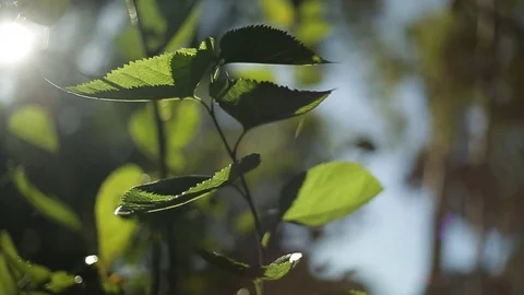 Plants/nature - close up of leaves Stock Footage 72106219