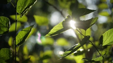 Plants/nature - close up of leaves Stock-Footage 72106316