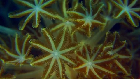 Plapper coral or Pulsating xenid (hetero Xenia fuscescens), Asia Stock Footage 74929106