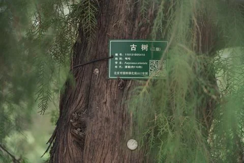 Plaque of an Ancient Tree in Beihai Park Stock Photos
