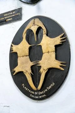 A plaque with a turtle on it. in Chennai Stock Photos
