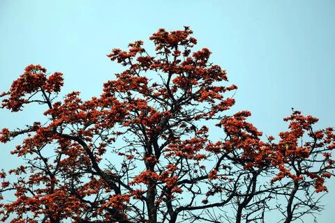 Plash flower tree with sky Stock Photos
