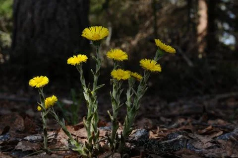 Plashes of sunlight Stock Photos