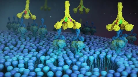 Plasma C1q protein triggers the classical complement pathway Stockbeeldmateriaal 345012244