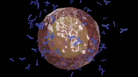 Plasma cell B lymphocyte producing antibodies seamless loop Stock Footage 50178446