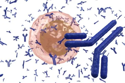 Plasma cell B lymphocyte producing antibodies isolated on white Stock Illustration