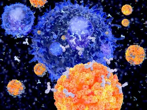 Plasma cells (B-cells) segregate specific antibodies to mark an subsequently Stock Illustration