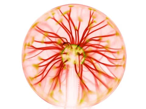 Plasma lamp Stock Illustration