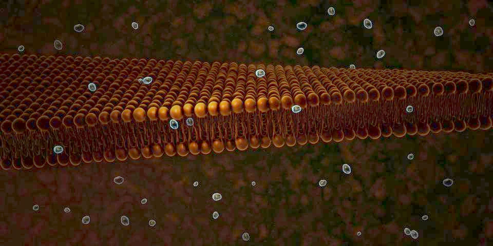 Plasma Membrane Of A Cell Stock Illustration
