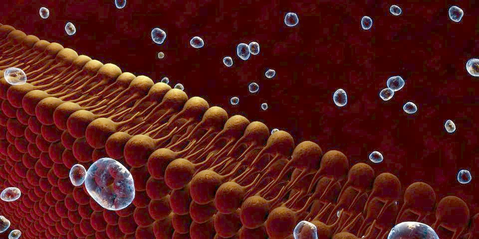 Plasma Membrane Of A Cell Stock Illustration