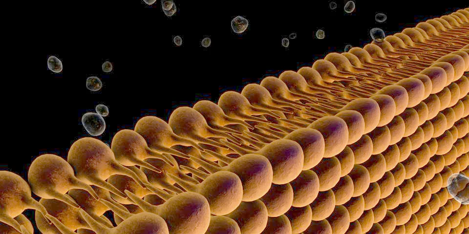 Plasma Membrane Of A Cell Stock Illustration