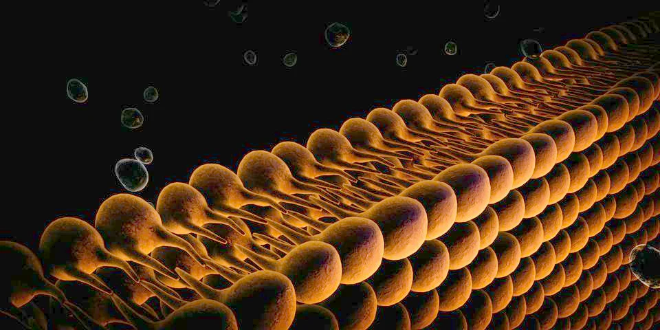 Plasma Membrane Of A Cell Stock Illustration