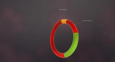 The plasmid contains a self-replicating DNA separate from the chromosomes. Stock Illustration