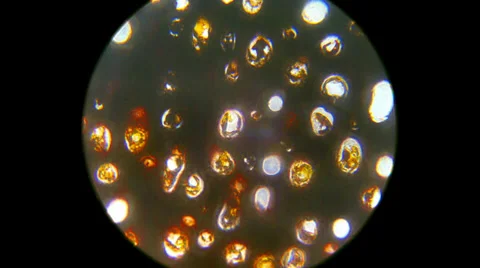 Plasmodesmata 800x 1000x 2000x Stock Footage 39805033