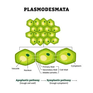 Plasmodesmata plant cell diagram process, step by step. Labeled cross secti.. Stock Illustration