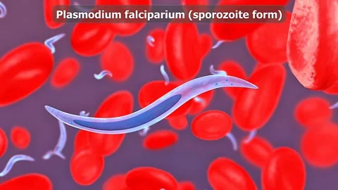 Plasmodium falciparium Video stock 312143046