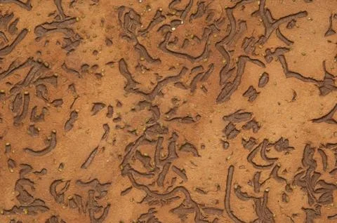 Plaster background Stock Photos