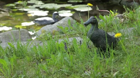 Plaster casts of wild ducks Video stock 76451016