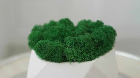 Plaster pot with green moss spinning around on outdoor background Stock Footage 172210028