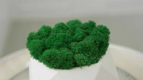 Plaster pot with green moss spinning around on outdoor background Stock Footage 178483415