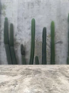 Plaster table with cactus background Stock Photos