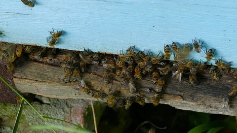 Plastered input bees in a beehive 스톡 동영상 123579892