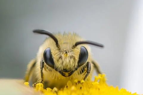 Plasterer Bee Facing Camera on Oxeye Daisy Stock Photos