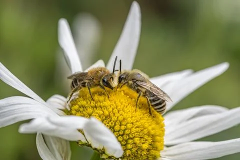 Plasterer Bees Facing Each Other on Oxeye Daisy Stock Photos