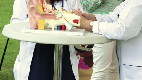 Plastic anatomy model of human ear on table.doctors in white robe are talking Video stock 201241820