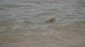 Plastic and pollution of worldwide oceans sea and beach 4k or 4k+ Resolution