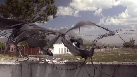 Plastic bag in barbed wire in Capetown, ZA Stock Footage 72272518