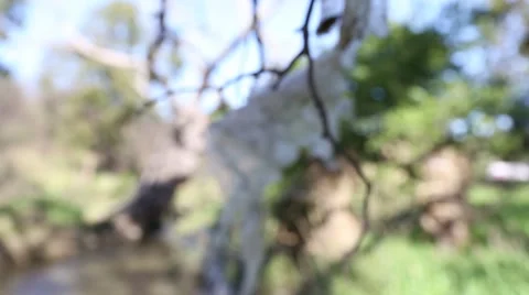 Plastic Bag Billowing From Tree Stock-Footage 40030281