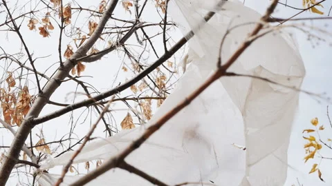 A plastic bag caught on the branches of a tree and develops in the wind stuck on 스톡 동영상 220620030